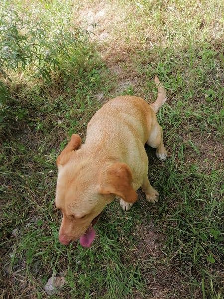 labradog full trained 8 months pair 4