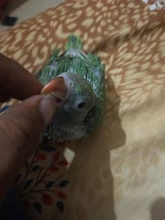 Ringneck chick Parrot  baby totay k bacha Green Parrot