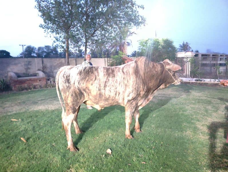 imported wrangler bull 2