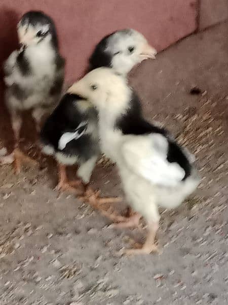 pure black oh Shamo chicks and eggs sale 13