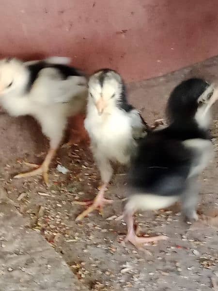 pure black oh Shamo chicks and eggs sale 15