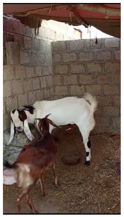 goats for sale urgent 2