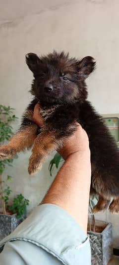 gsd puppy long cot or 35 days