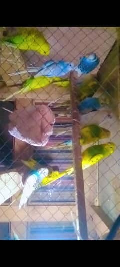Australia parrots pair 0