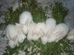 Cute Rabbit Baby's White Red Eyes & Back and White