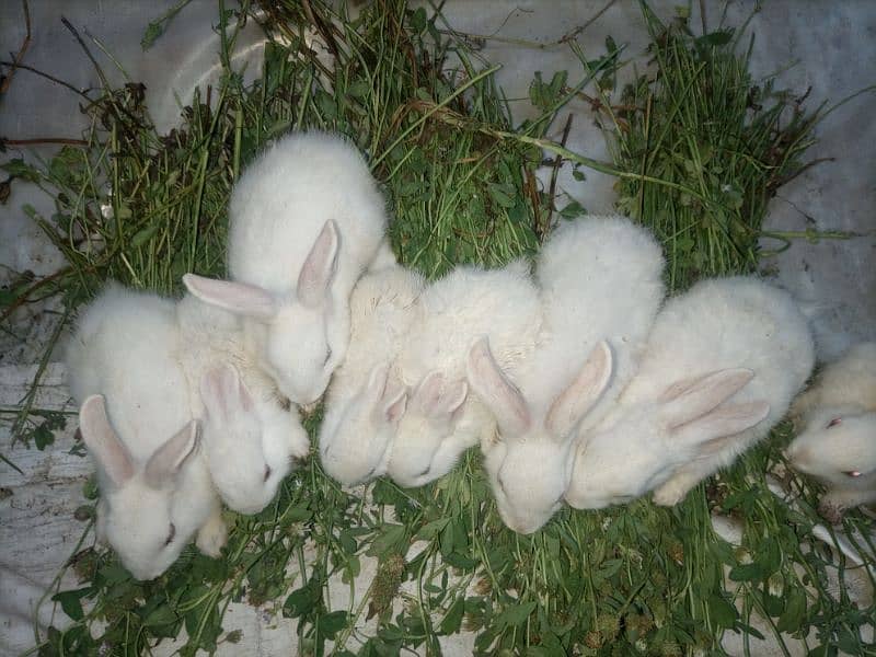 Selling My Rabbits & Cute Rabbit Baby's ( single or bilkul deal ) 3