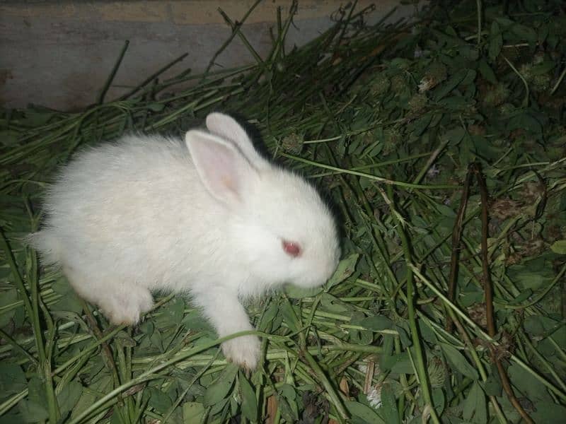 Selling My Rabbits & Cute Rabbit Baby's ( single or bilkul deal ) 5