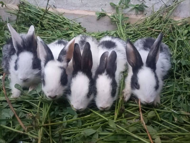 Selling My Rabbits & Cute Rabbit Baby's ( single or bilkul deal ) 6