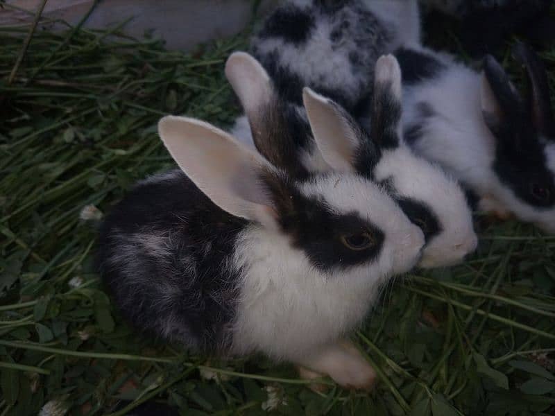 Selling My Rabbits & Cute Rabbit Baby's ( single or bilkul deal ) 7