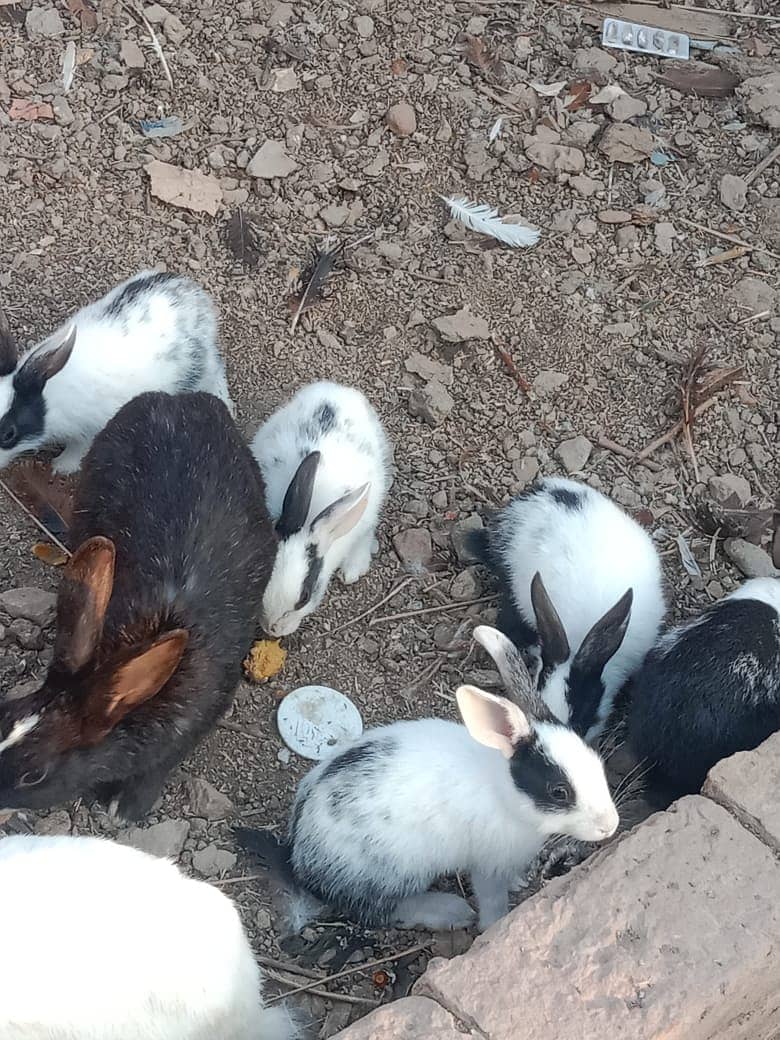 Duck, Chakor, Pigeon, Rabbit, Hen 3