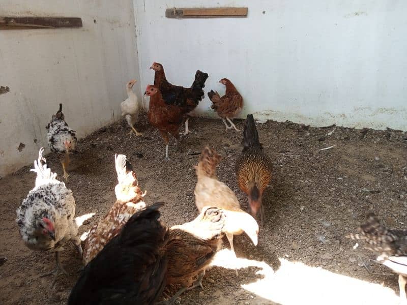 Ayam Cemani + Misri Hens 4