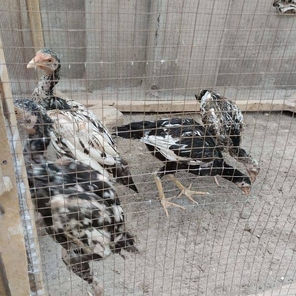 Paper white cross mianwali aseel chicks for sale in Faisalabad 3