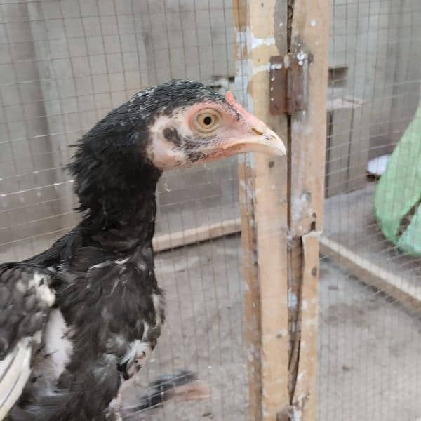 Paper white cross mianwali aseel chicks for sale in Faisalabad 6