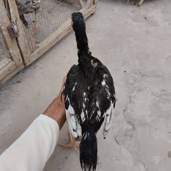 Paper white cross mianwali aseel chicks for sale in Faisalabad 8