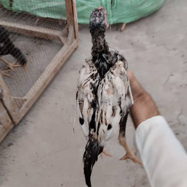 Paper white cross mianwali aseel chicks for sale in Faisalabad 10