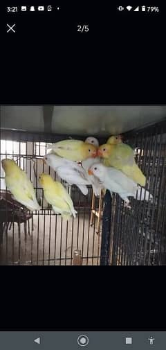 BIRDS for sale