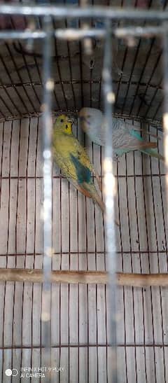 Australian parrots for sale