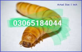 mealworms Available | 0.5 Pkr 0