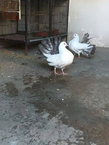 laka fancy pigeon 1