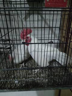 Japanese white tail pair for sale 0