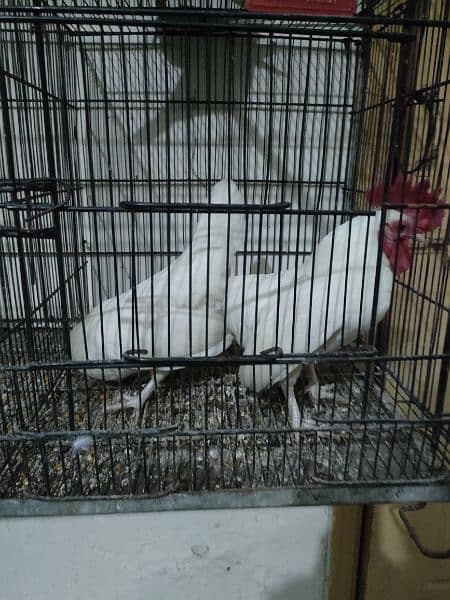 Japanese white tail pair for sale 1