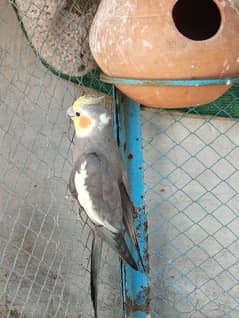 male cocktail for sale 0