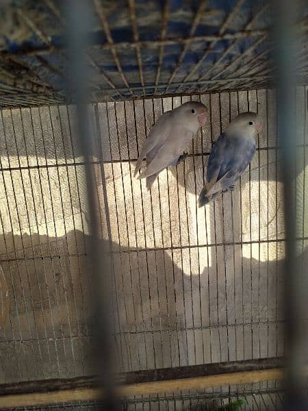 love birds for sale 2