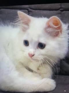 persian female 6 month old cat