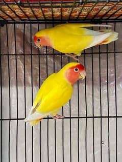 some birds for sale 0