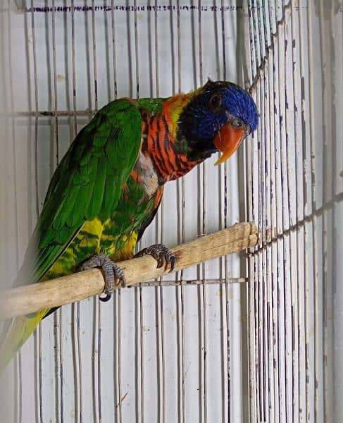 Rainbow lorikeet Parrot 1