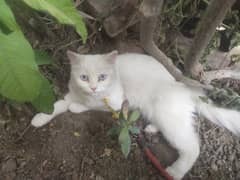 persian cat single 0