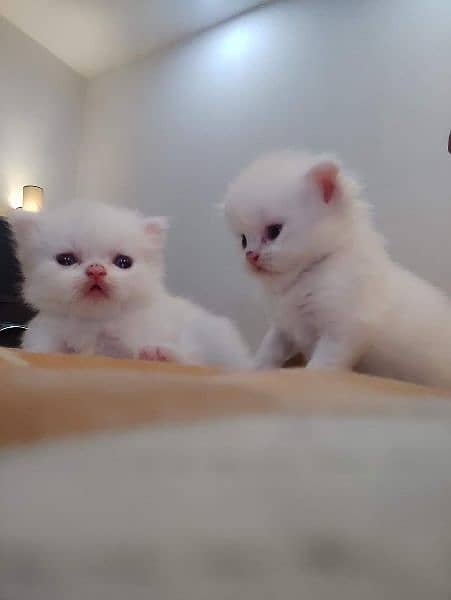 persian Tripple cooted Punch face kittens 3