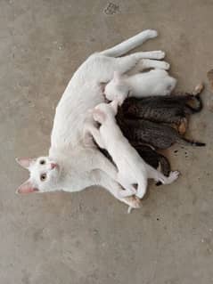 female cate with 4 babies 0