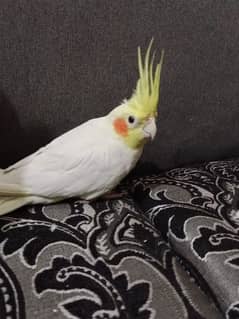 beautiful male parrot
