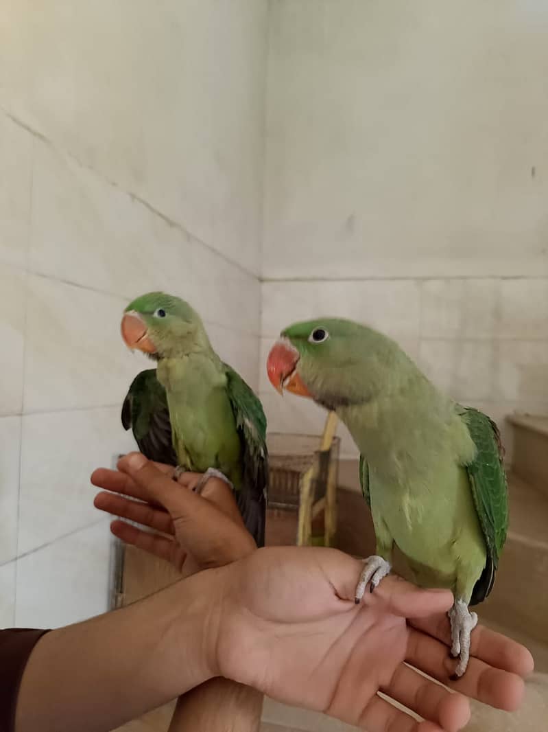 raa parrots 2 baby 2.5 month age 1
