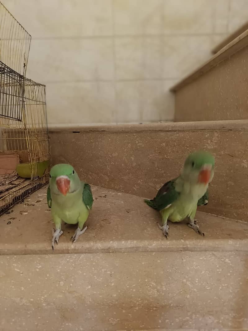 raa parrots 2 baby 2.5 month age 2