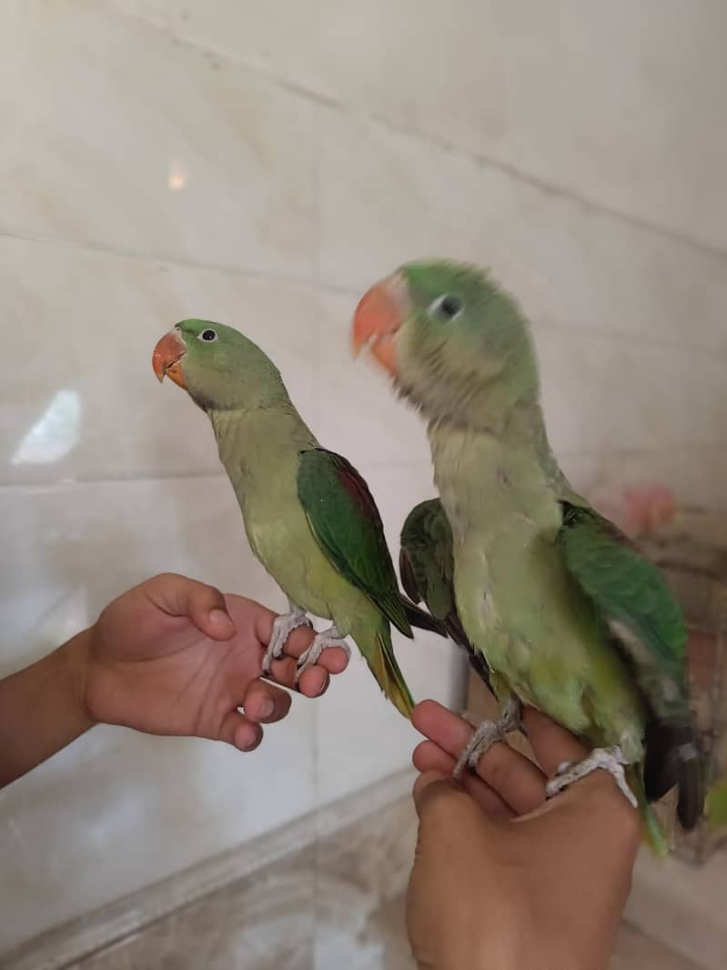 raa parrots 2 baby 2.5 month age 3