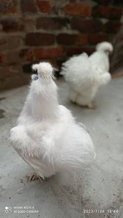 urgent sale Silkie  Tow male only