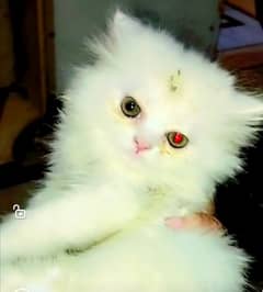Persian kittens for sale in Rawalpindi/Islamabad. 0