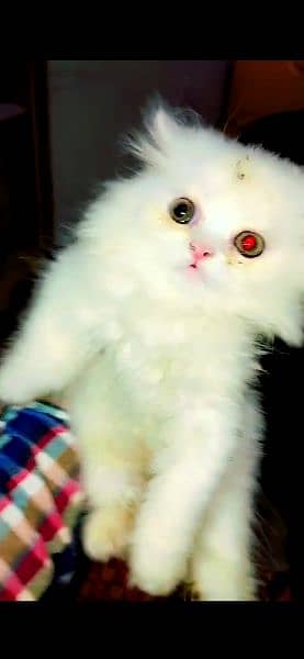 Persian kittens for sale in Rawalpindi/Islamabad. 3