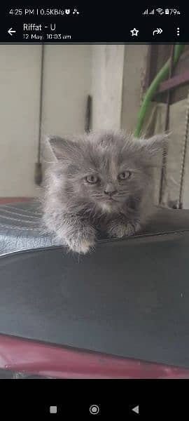 Persian Kittens 5