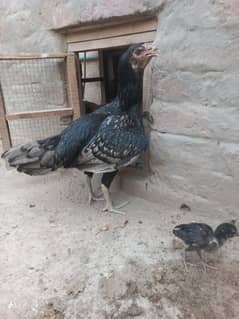 Aseel Hen for sale With 2 Chicks