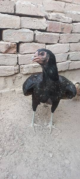 Aseel Hen for sale With 2 Chicks 1