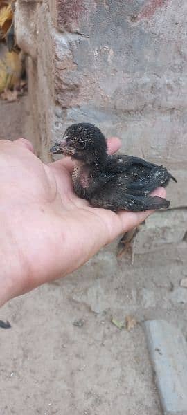 Aseel Hen for sale With 2 Chicks 2