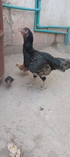 Aseel Hen for sale With 2 Chicks 3