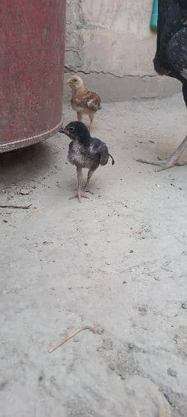 Aseel Hen for sale With 2 Chicks 4