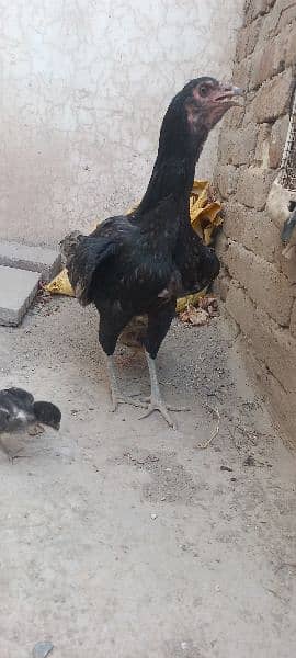Aseel Hen for sale With 2 Chicks 5