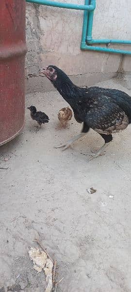 Aseel Hen for sale With 2 Chicks 6