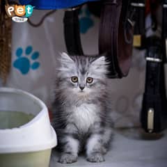 Adorable Persian Kittens / White Kitten / Cats