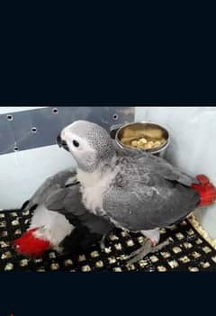 03307595120call whatsapp African gray parrot chiks argent for sale